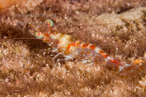 Little shrimp, Isla Lobos Mexico by Alejandro Topete 